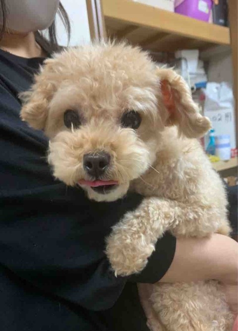 ジャック トイプードル オス 5才 小さな命を守る会